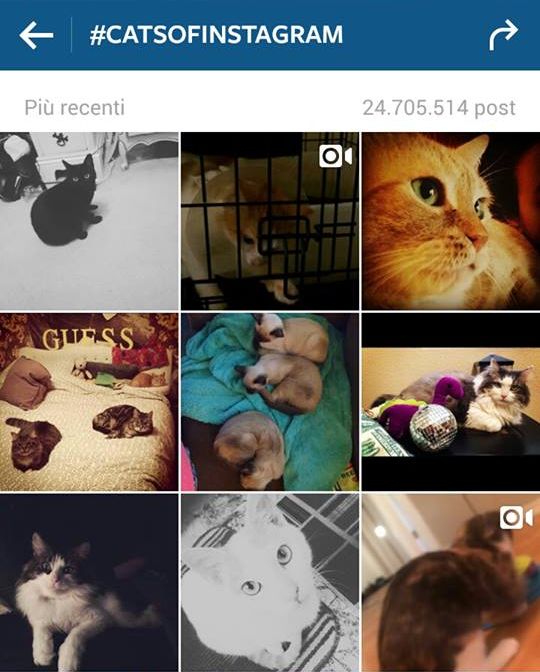 Instagram Hashtag Animali